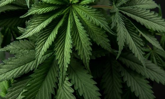 Investieren in Top-Cannabis-Aktien: Chancen im Marihuana-Markt nutzen