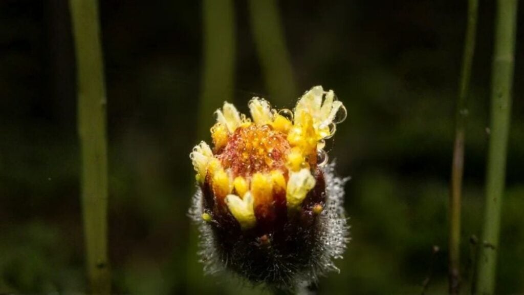 Gräserpollen in Deutschland während der Allergiesaison