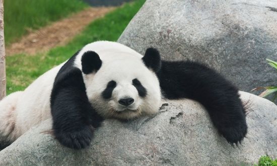 Bitpanda